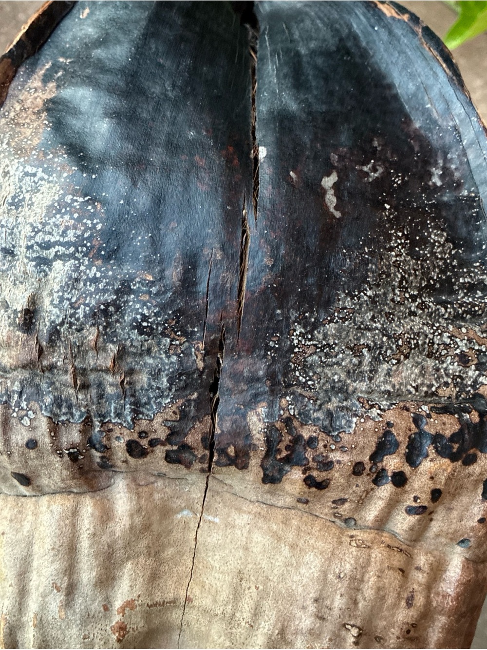 Natural Coconut Shell - Dark Brown/Black Natural Cabinet of Curiosities - Picture 9 of 12